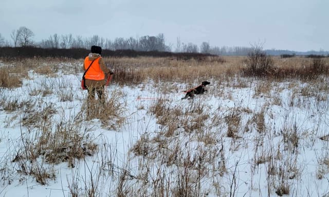 German Shorthaired Pointer Puppies media 6