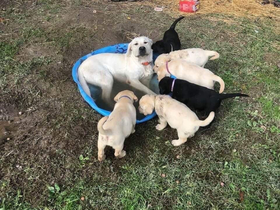Labrador Retriever Puppies breeder image 1