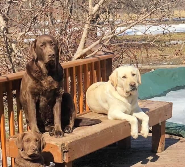 Labrador Retriever Puppies breeder image 3