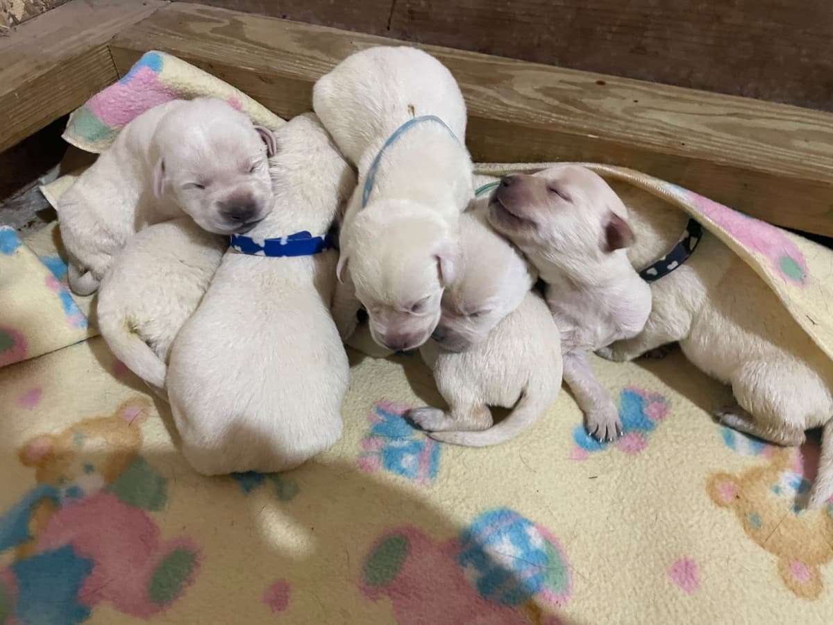 Labrador Retriever Puppies breeder image 4