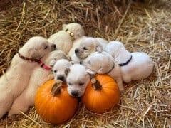 Labrador Retriever Puppies breeder image 5