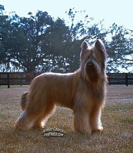 Briard Puppies breeder image 1