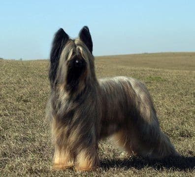 Briard Puppies breeder image 3