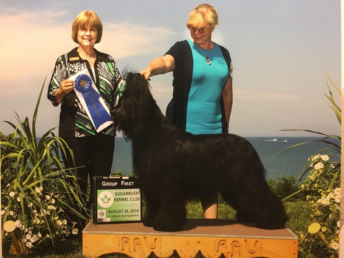 Briard Puppies breeder image 4