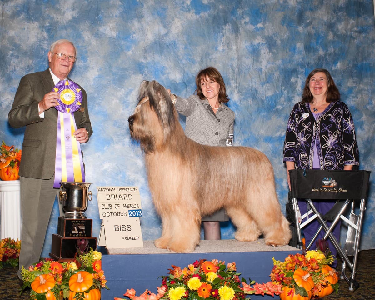 Briard Puppies breeder image 5