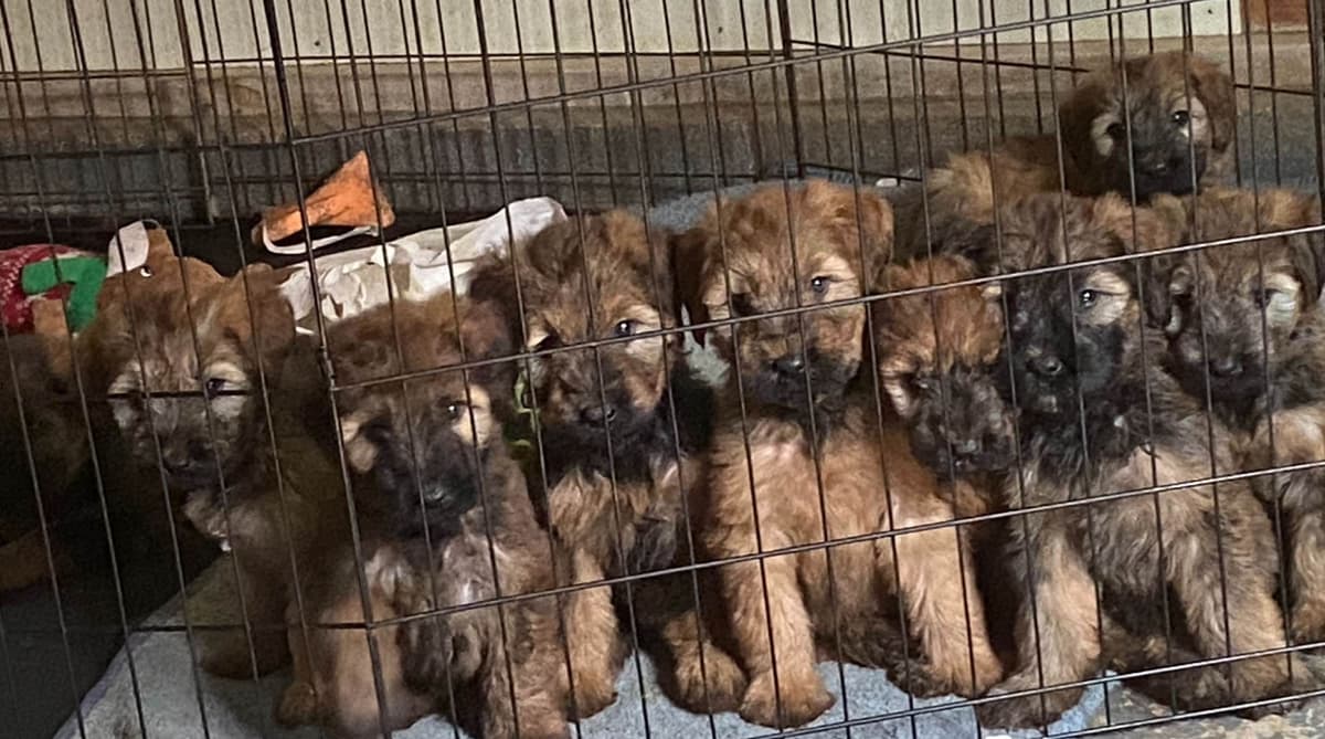 Briard Puppies breeder image 9