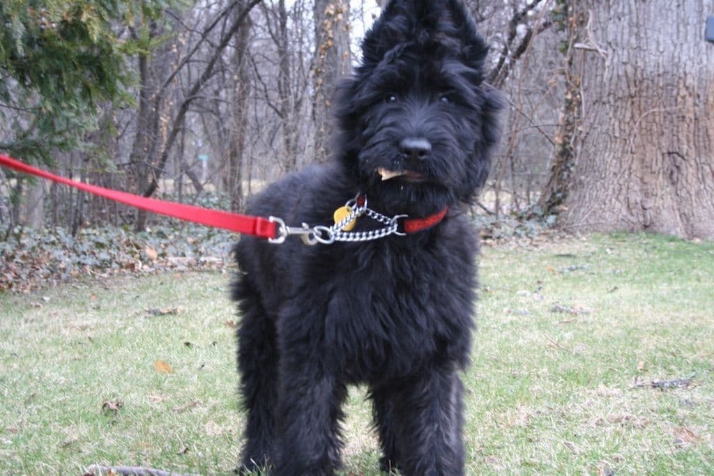Briard Puppies breeder image 7