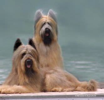 Briard Puppies breeder image 10