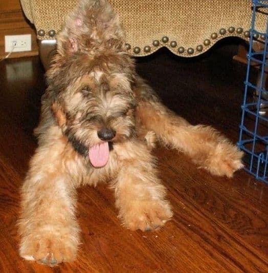 Briard Puppies breeder image 12