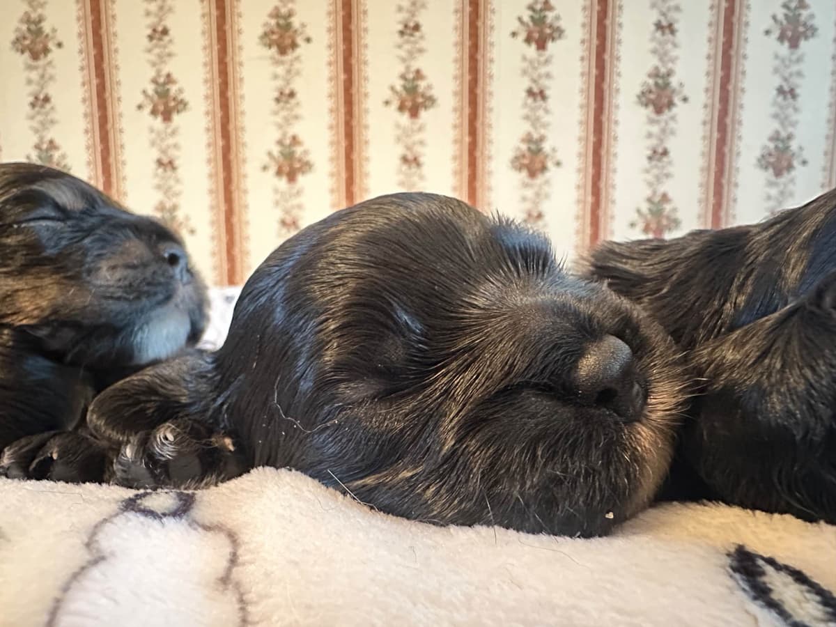 Male Cocker Spaniel Puppies breeder image 5