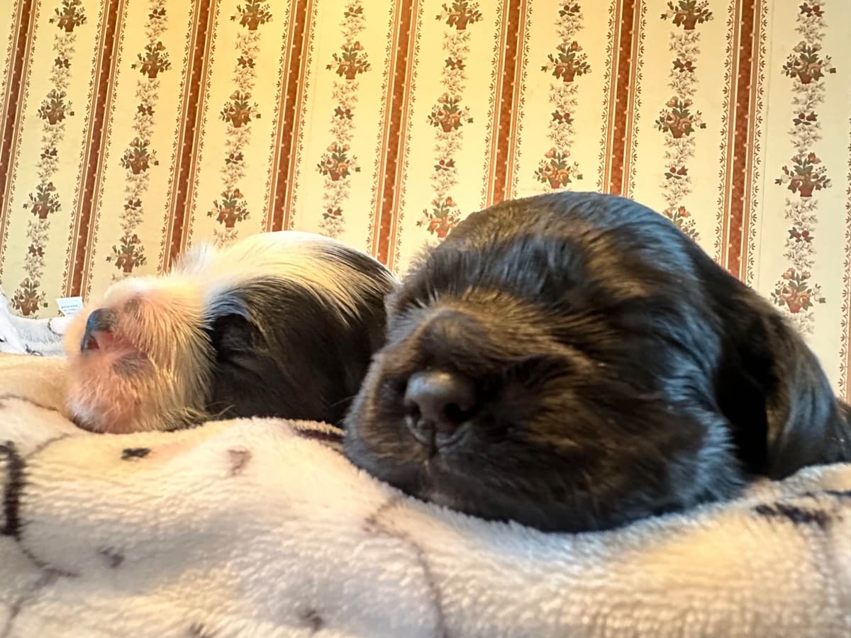 Male Cocker Spaniel Puppies breeder image 6