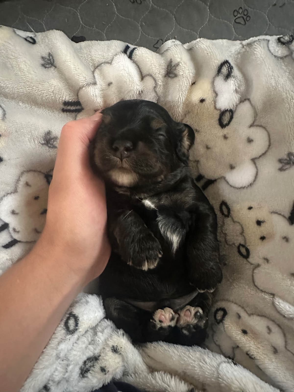 Male Cocker Spaniel Puppies breeder image 7