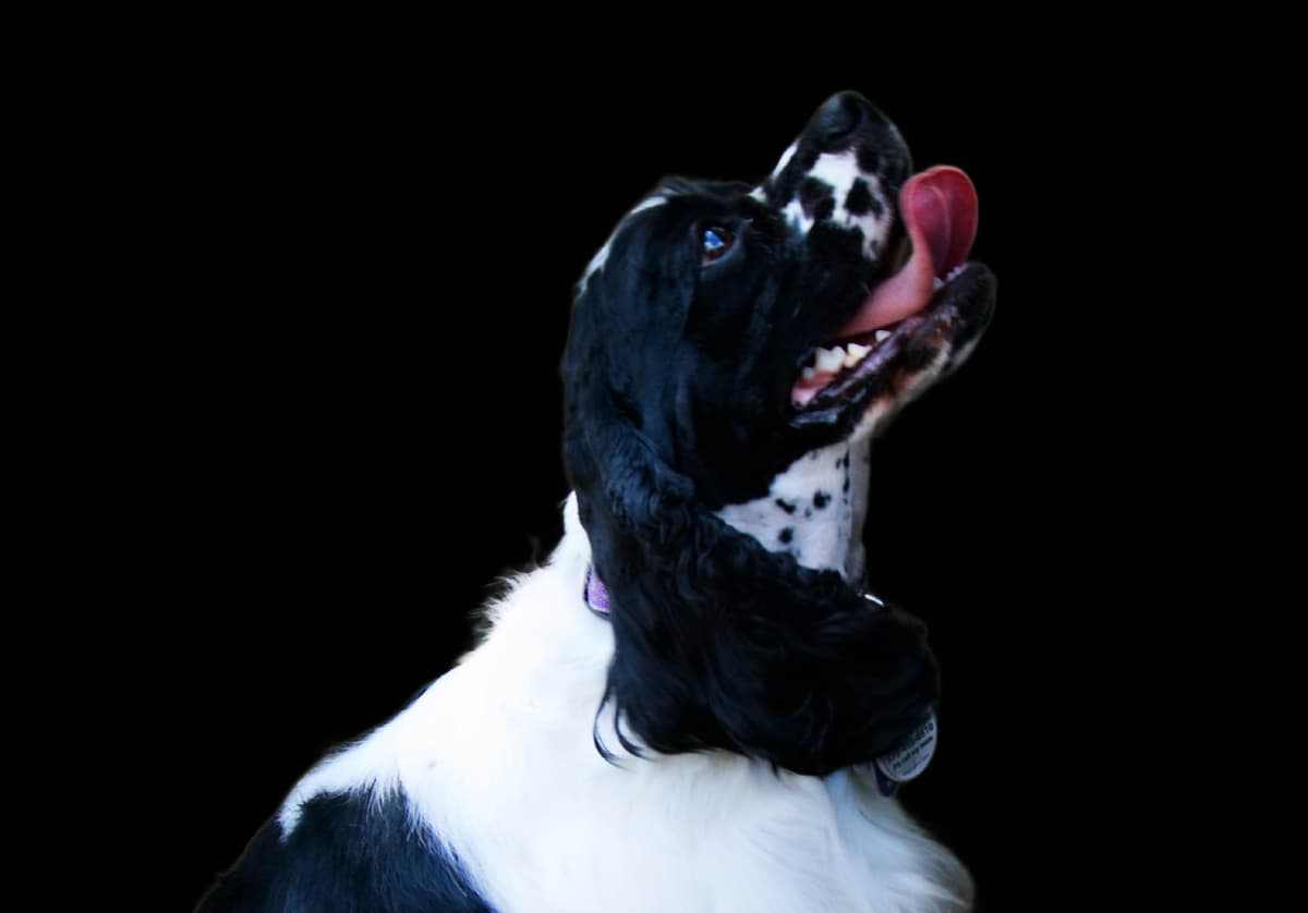 Male Cocker Spaniel Puppies breeder image 8