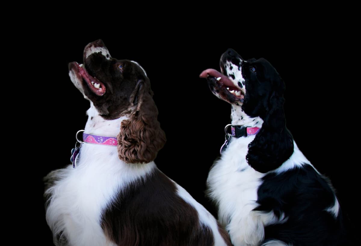 Male Cocker Spaniel Puppies breeder image 10