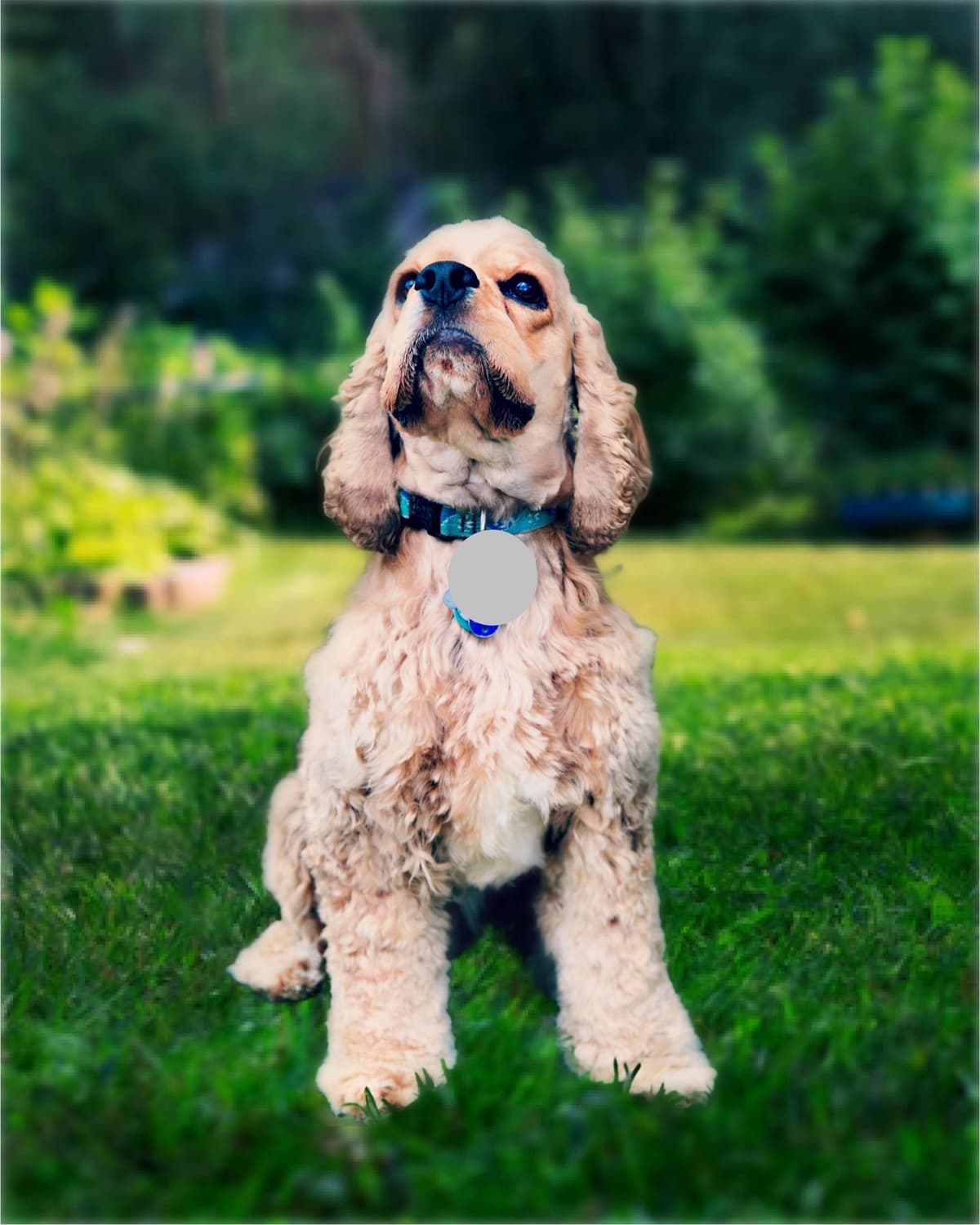 Male Cocker Spaniel Puppies breeder image 9