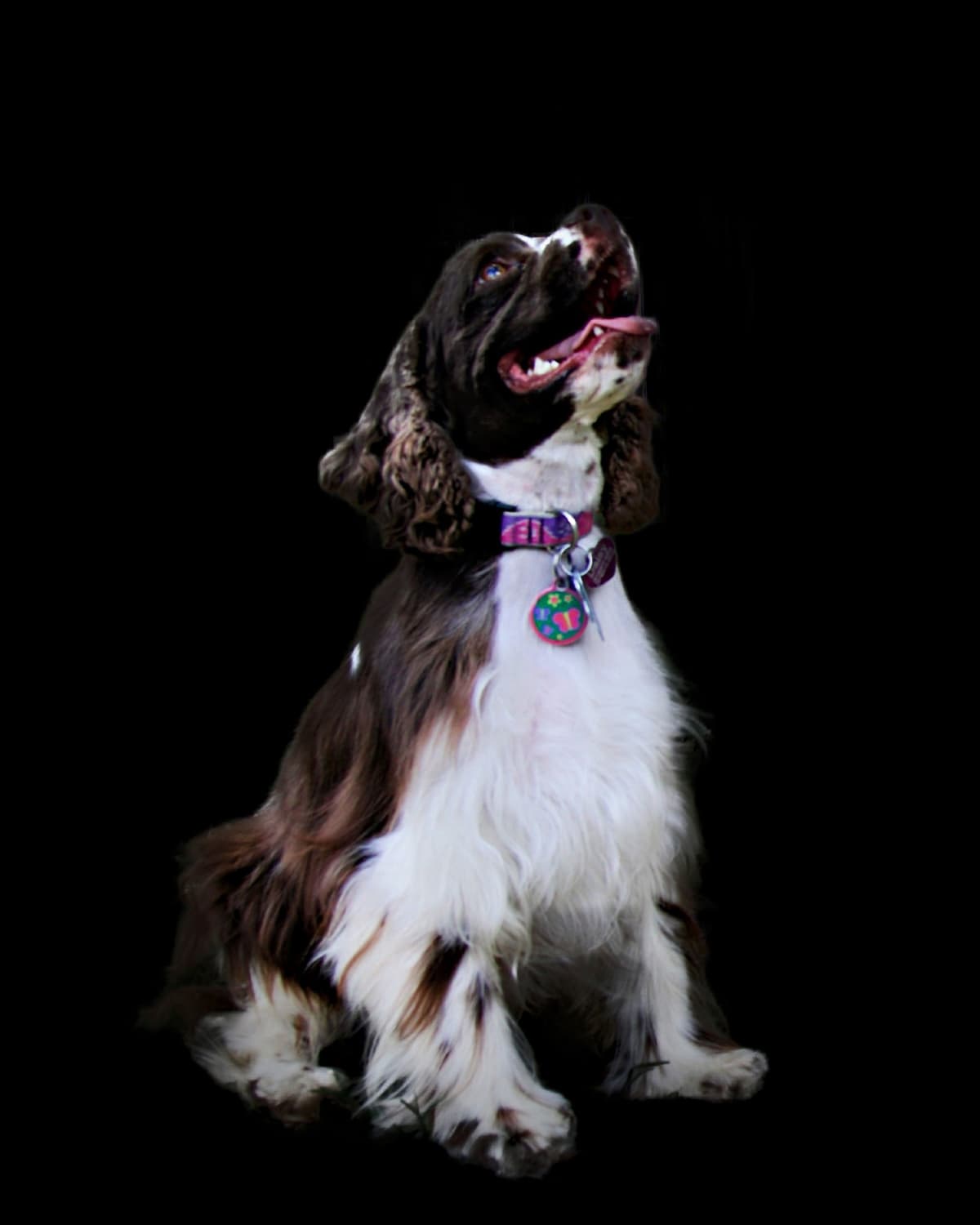 Male Cocker Spaniel Puppies breeder image 11