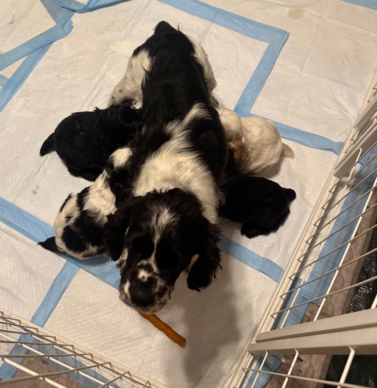 Male Cocker Spaniel Puppies breeder image 12