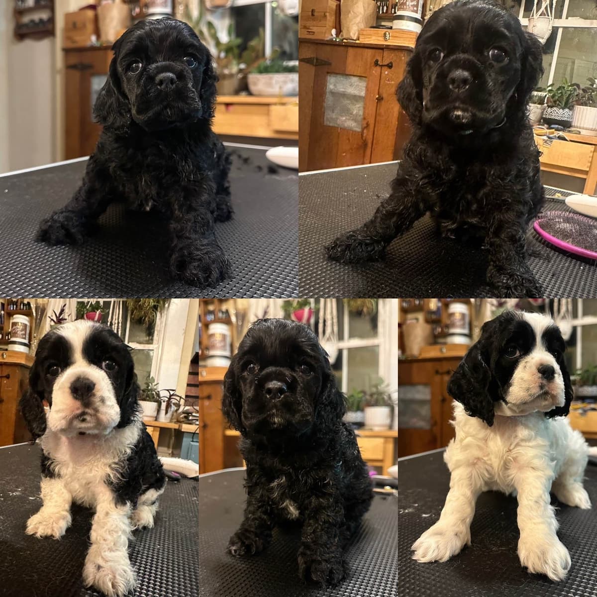 Male Cocker Spaniel Puppies breeder image 13