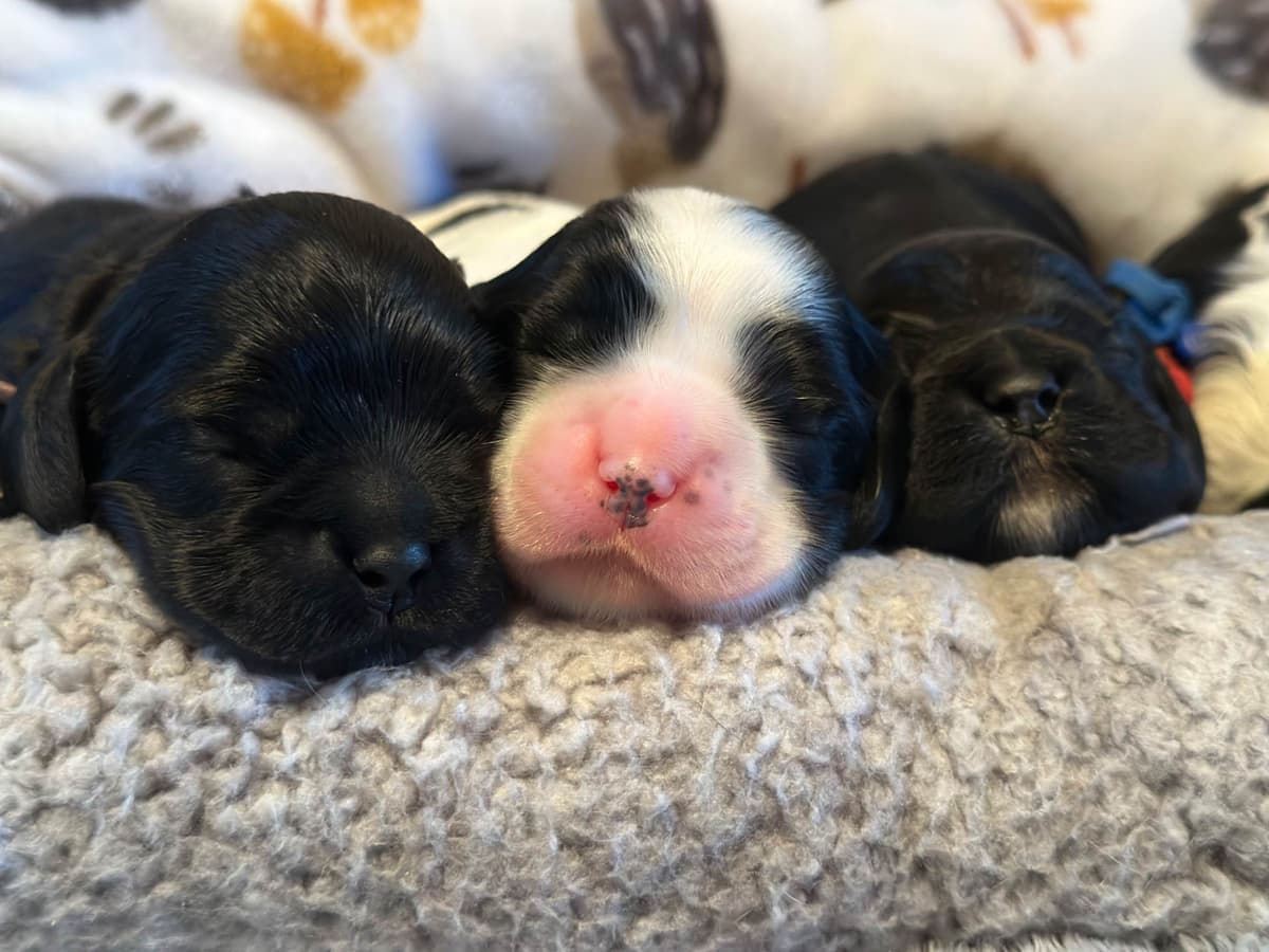 Male Cocker Spaniel Puppies breeder image 15