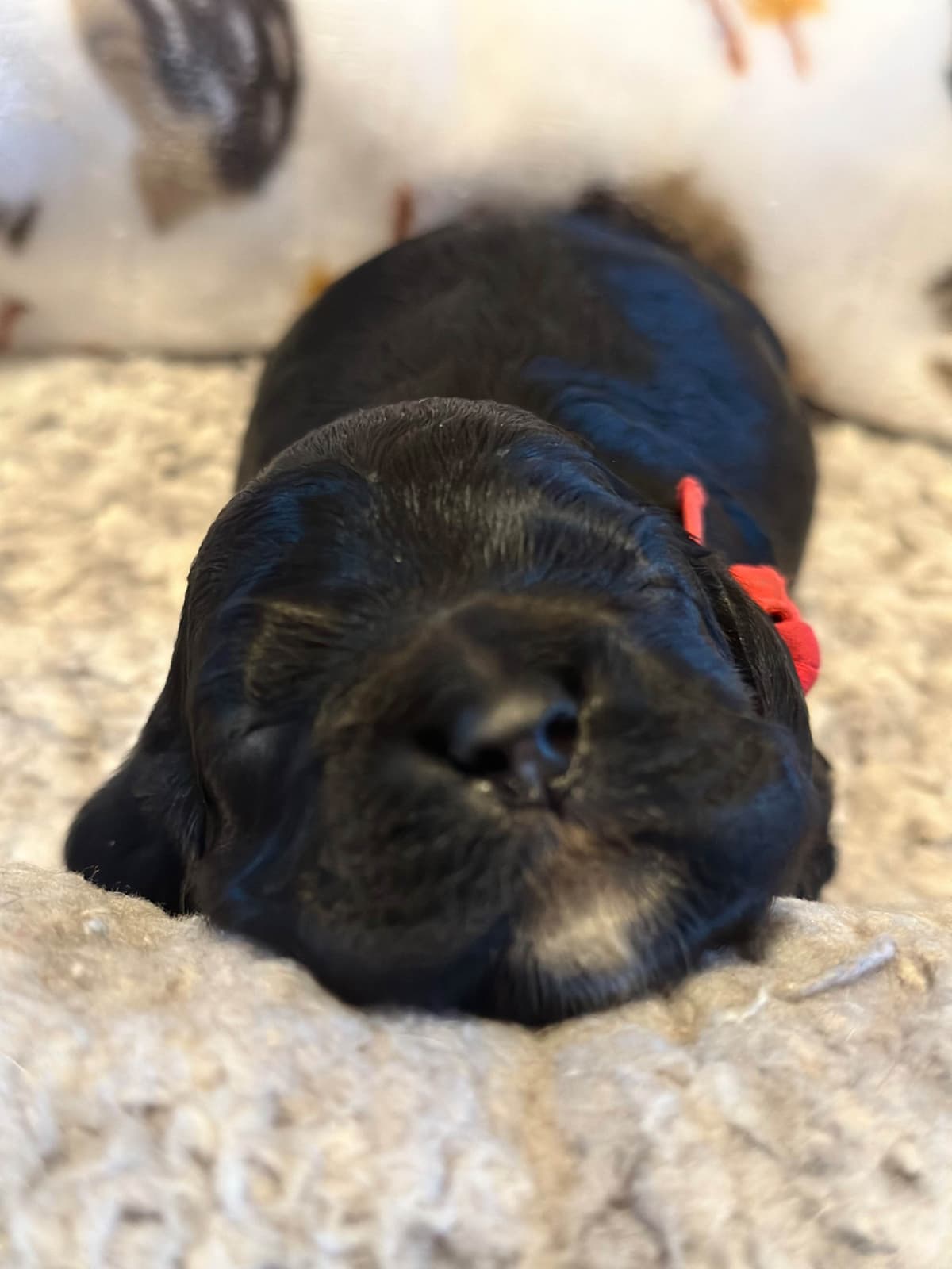 Male Cocker Spaniel Puppies breeder image 17