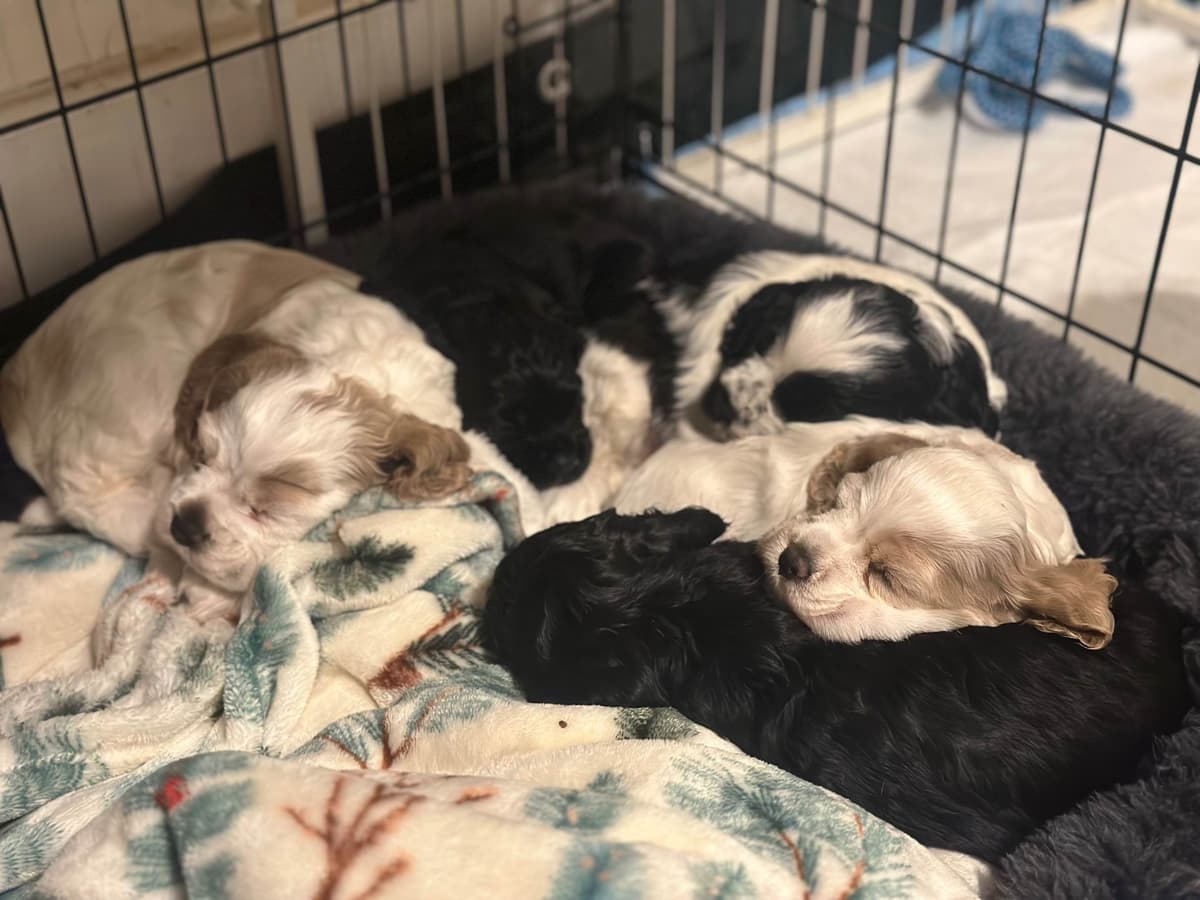Male Cocker Spaniel Puppies breeder image 14