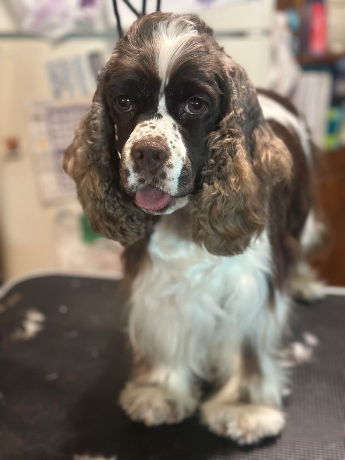 Male Cocker Spaniel Puppies breeder image 18