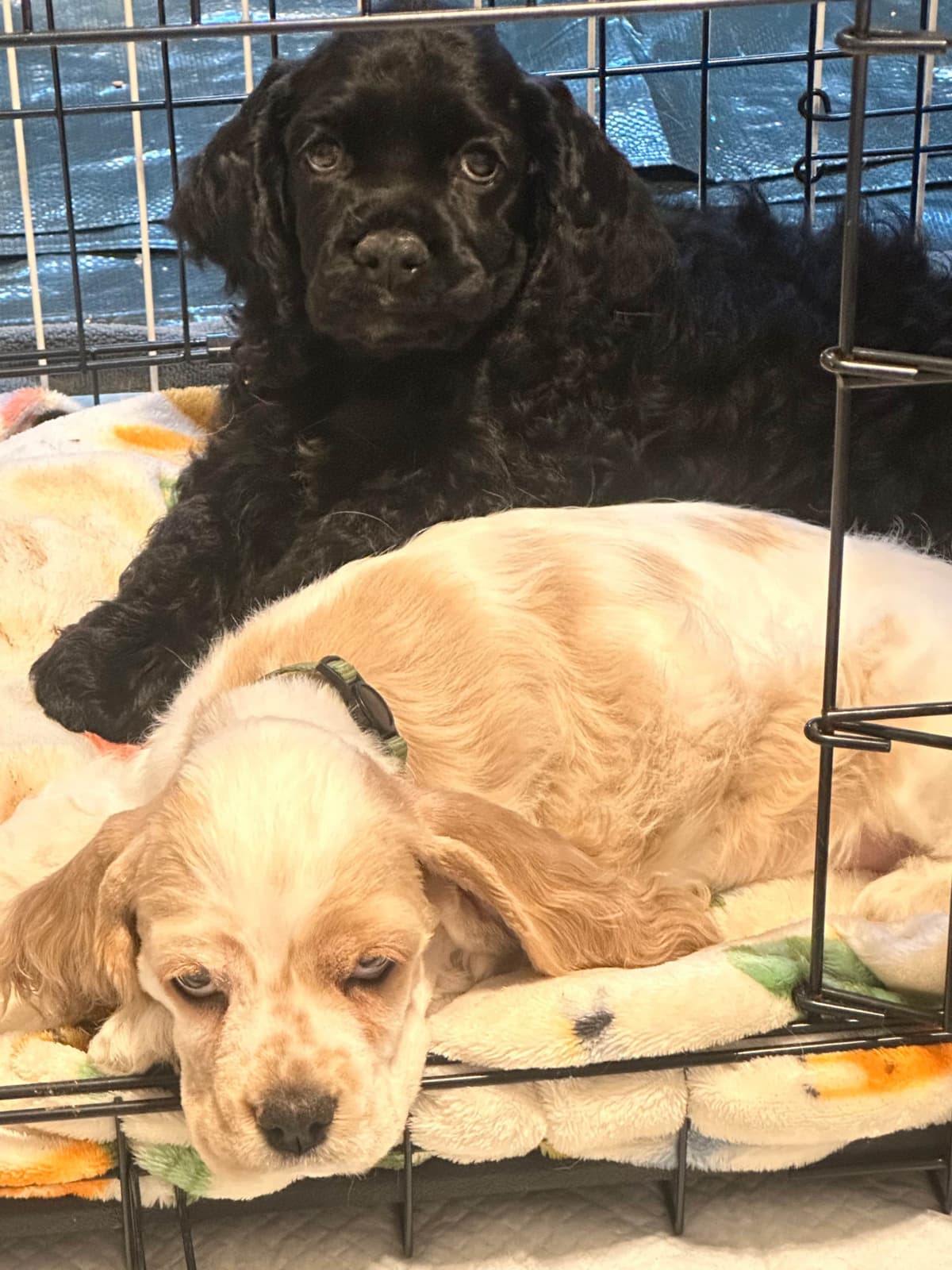 Male Cocker Spaniel Puppies breeder image 19