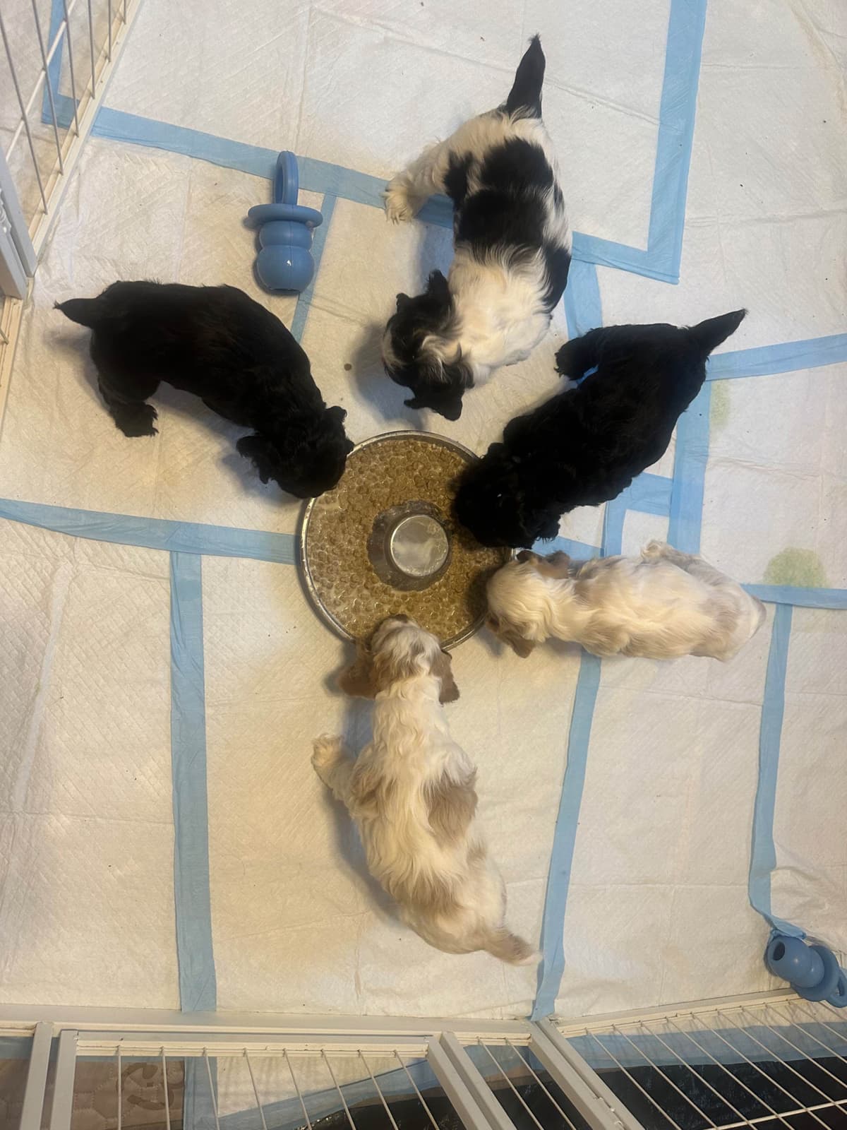 Male Cocker Spaniel Puppies breeder image 20