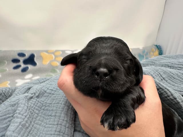 Male Cocker Spaniel Puppies media 3