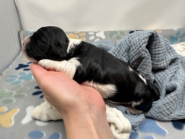 Male Cocker Spaniel Puppies media 4