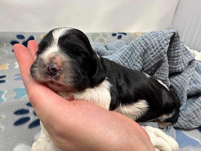 Male Cocker Spaniel Puppies media 5