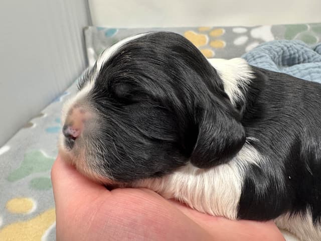 Male Cocker Spaniel Puppies media 6