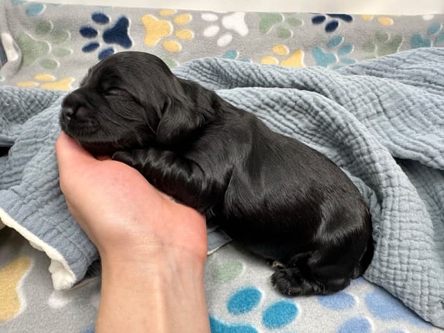Male Cocker Spaniel Puppies media 7