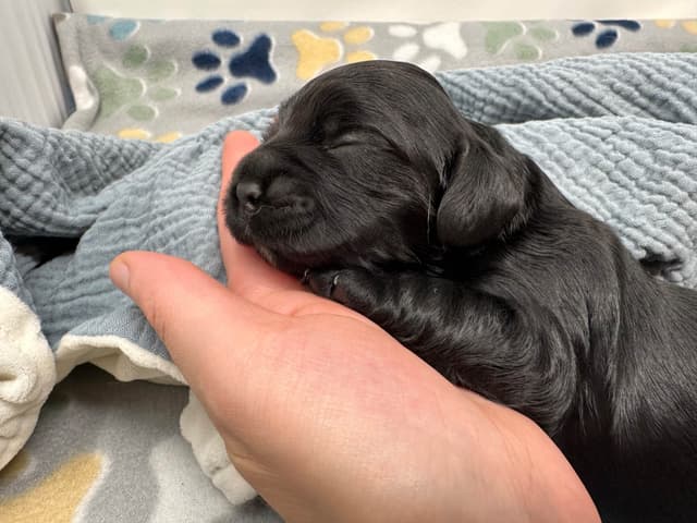 Male Cocker Spaniel Puppies media 8