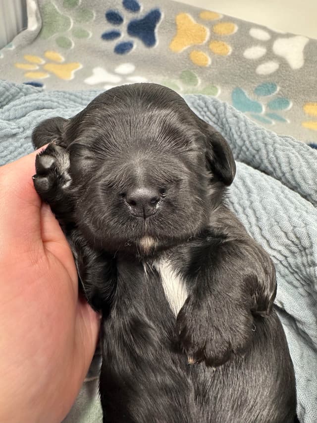 Male Cocker Spaniel Puppies media 9