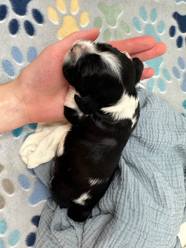 Male Cocker Spaniel Puppies media 10