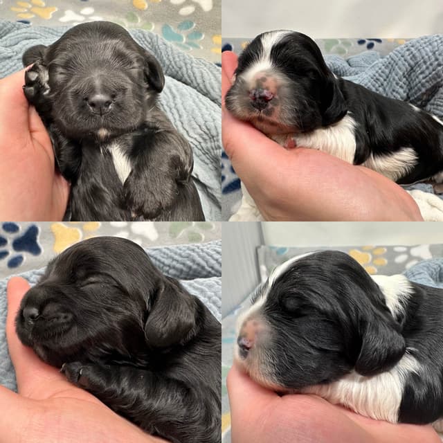 Male Cocker Spaniel Puppies media 11