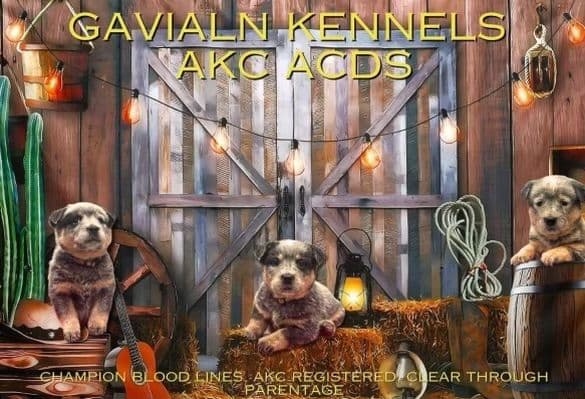 Australian Cattle Dog Puppies breeder image 1