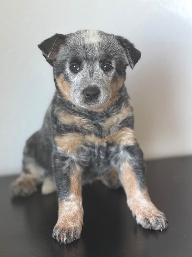 Australian Cattle Dog Puppies media 2