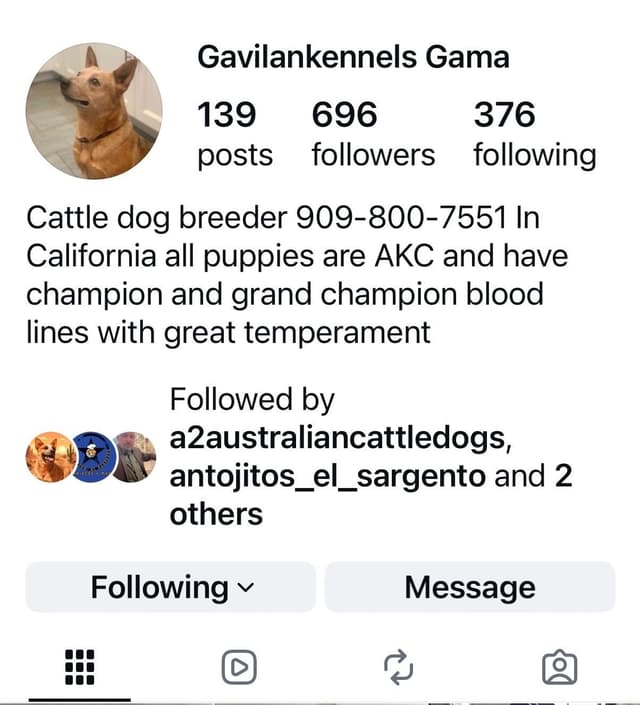 Australian Cattle Dog Puppies media 3
