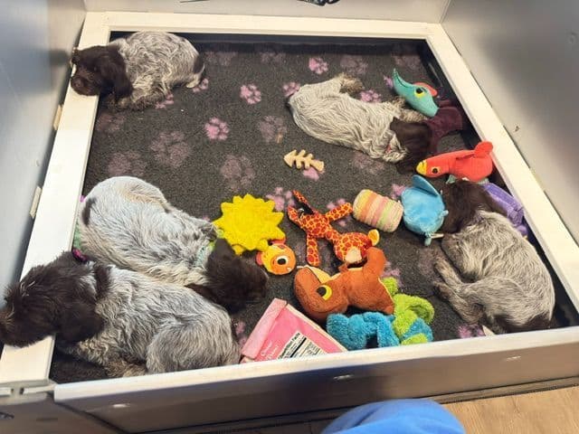BIS Bloodlines: 2 Elite Griffon Females Remaining media 5