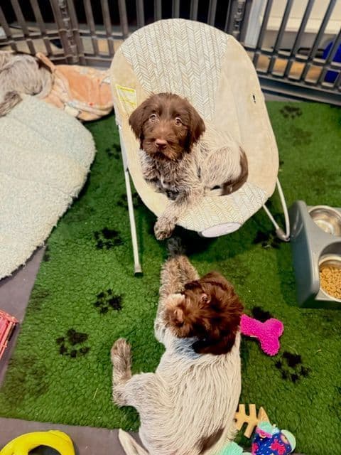BIS Bloodlines: 2 Elite Griffon Females Remaining media 2