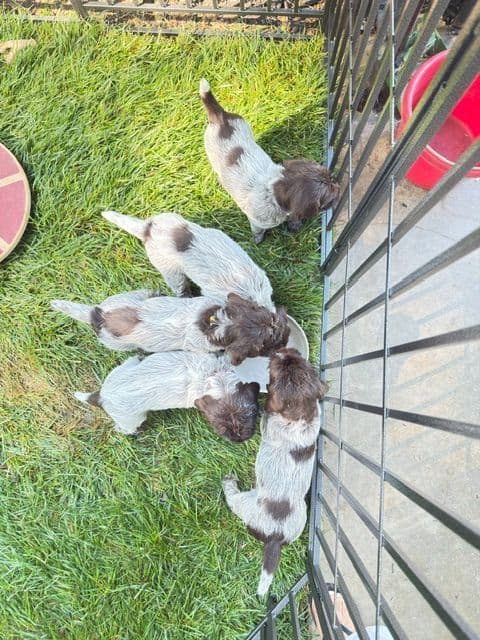 BIS Bloodlines: 2 Elite Griffon Females Remaining media 6