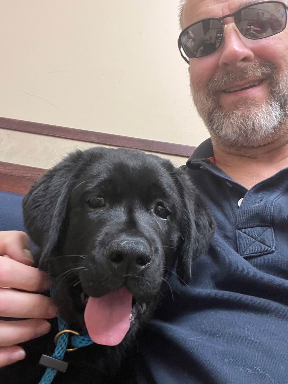 Labrador Retriever Puppies breeder image 5