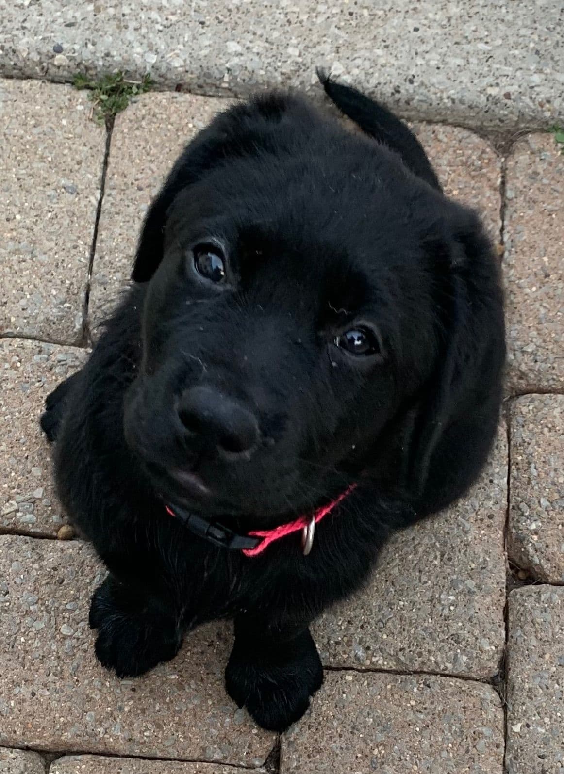Labrador Retriever Puppies breeder image 6
