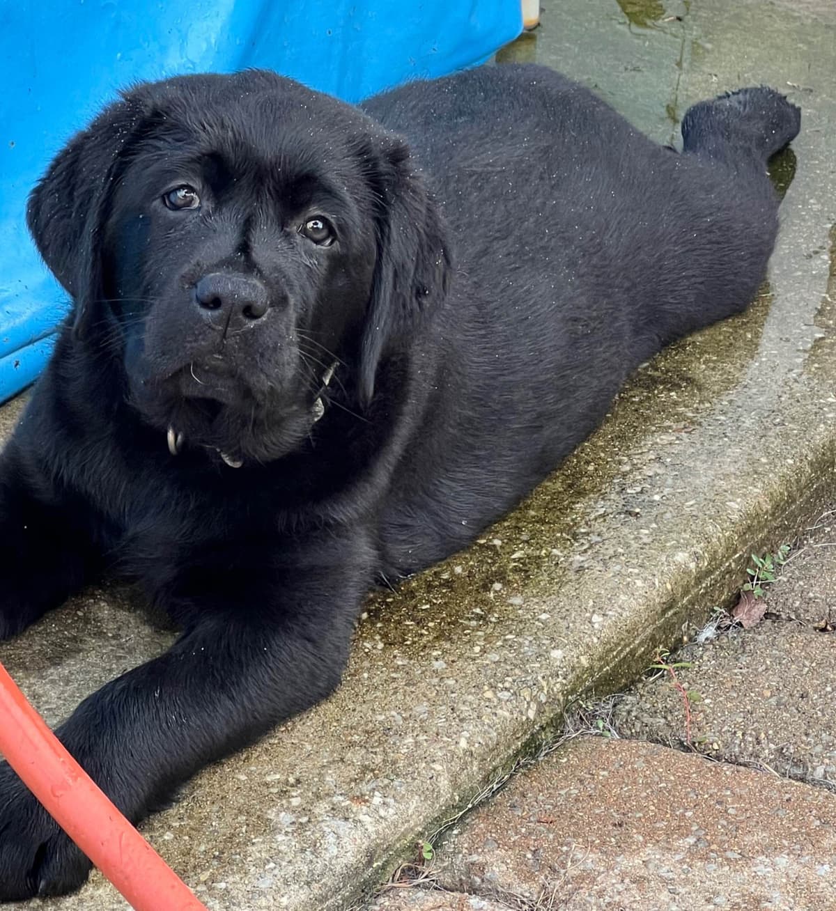 Labrador Retriever Puppies breeder image 7
