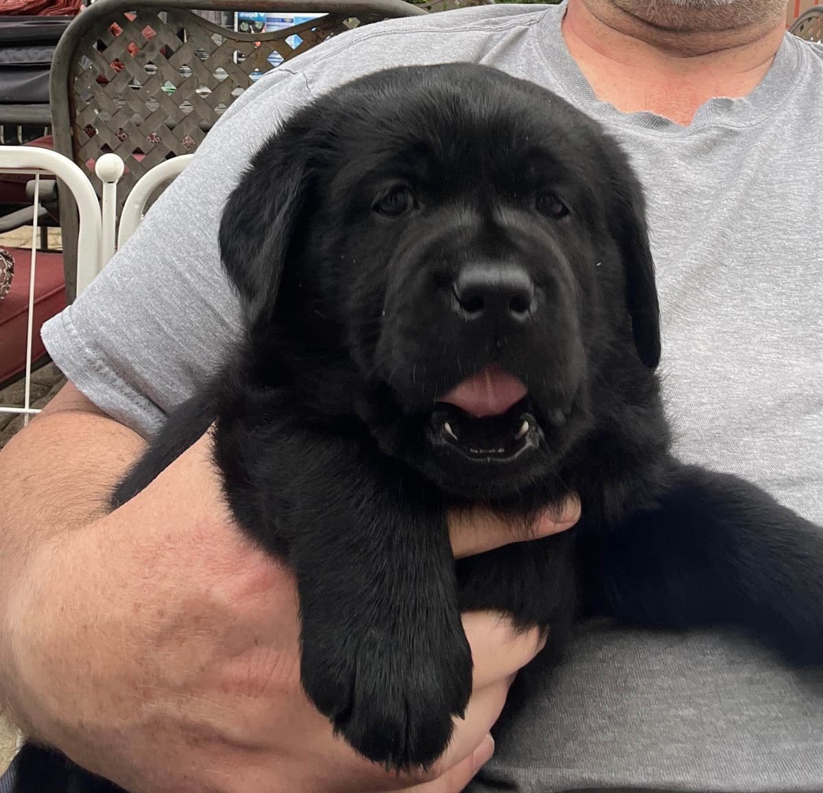 Labrador Retriever Puppies breeder image 8