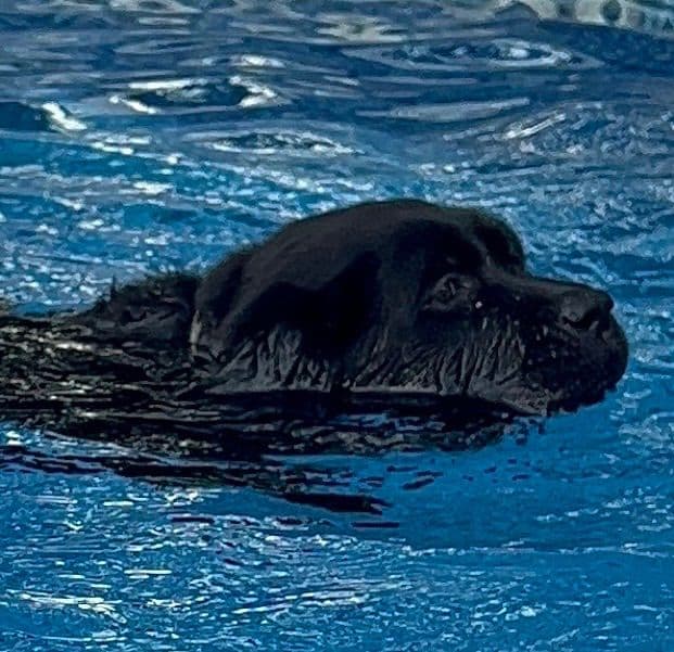 Labrador Retriever Puppies breeder image 9