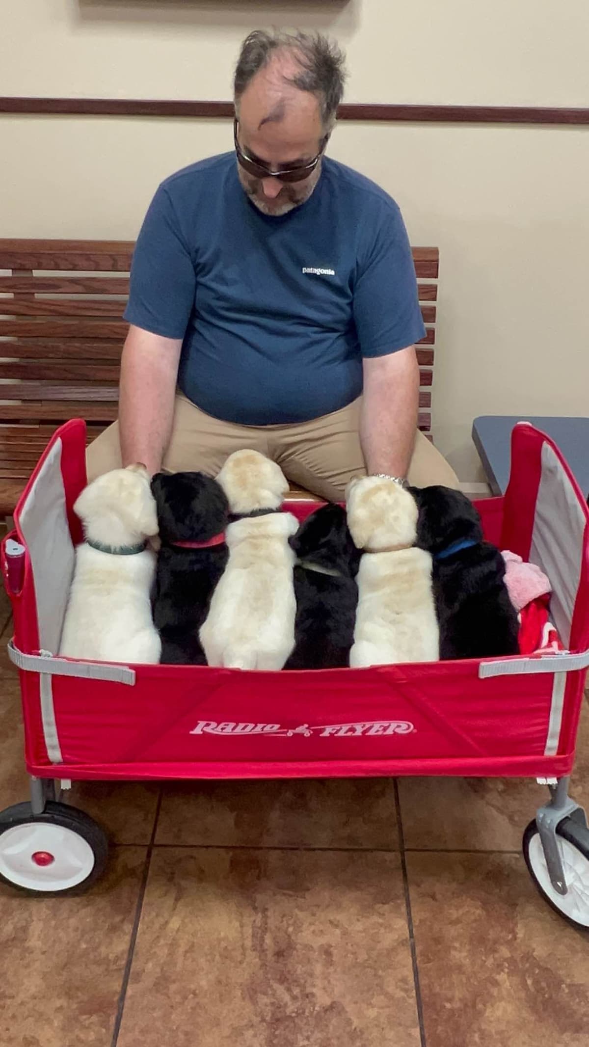 Labrador Retriever Puppies breeder image 10