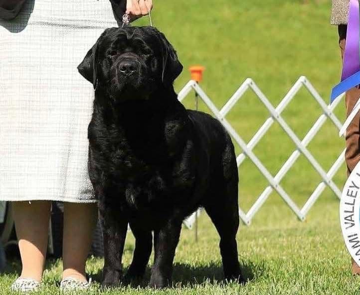 Labrador Retriever Puppies breeder image 2